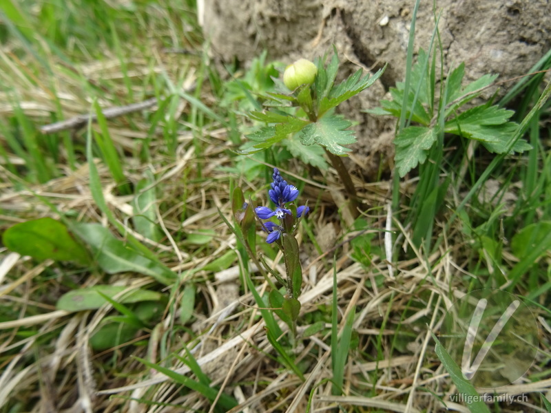 Voralpen-Kreuzblume: Übersicht